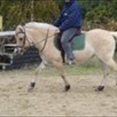 Fjordhest Maggi -solgt