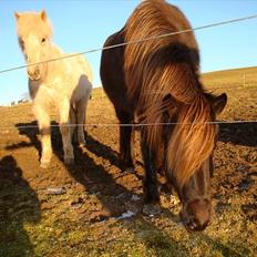 Islænder Perla fra Bagterp