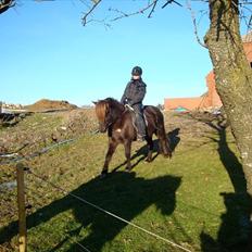 Islænder Perla fra Bagterp