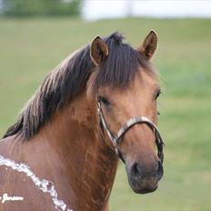Anden særlig race Brie Marteyna