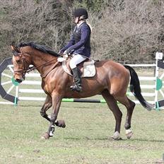 Hollandsk Varmblod Telrite (Rita)