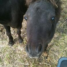 Falabella Kildegaardens Carmen