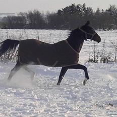 Fuldblod (XX) Secret Babe ( R.I.P)