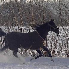 Fuldblod (XX) Secret Babe ( R.I.P)