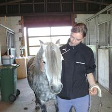 Welsh Pony (sec B) Nappemarkens Porsche