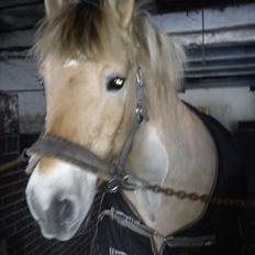 Fjordhest Tyler (tidl part)