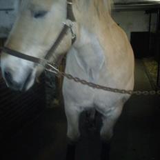 Fjordhest Tyler (tidl part)