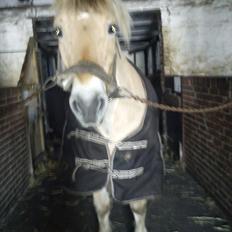 Fjordhest Tyler (tidl part)