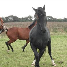 Oldenborg Skywalker Horsmark