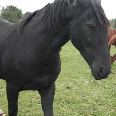 Oldenborg Skywalker Horsmark