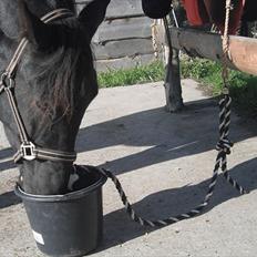 Oldenborg Skywalker Horsmark