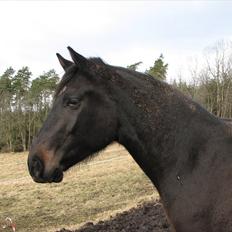 Dansk Varmblod Ferrari LF -solgt som føl