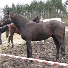 Dansk Varmblod Ferrari LF -solgt som føl
