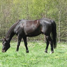 Dansk Varmblod Ferrari LF -solgt som føl