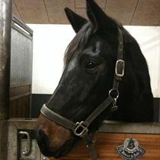 Tysk Oldenburger DUNJA - Himmelhest