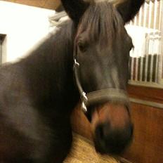 Tysk Oldenburger DUNJA - Himmelhest