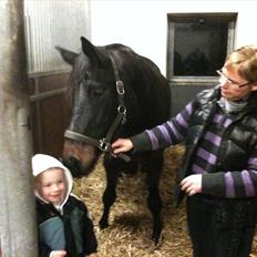 Tysk Oldenburger DUNJA - Himmelhest