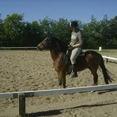 Anden særlig race Jack(solgt)