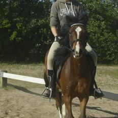 Anden særlig race Jack(solgt)