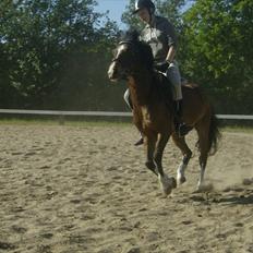 Anden særlig race Jack(solgt)