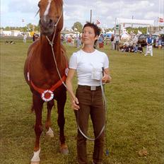 Arabisk fuldblod (OX) Aki bell (R.I.P) 