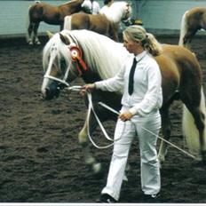 Haflinger Aristo *himmelhest*