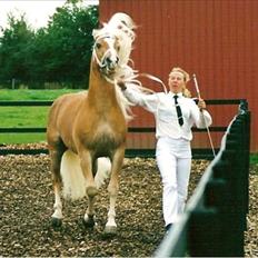 Haflinger Aristo *himmelhest*