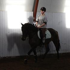 New Forest Holmens Gold Jessie