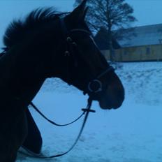 Anden særlig race Travelli<3