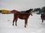Standardbred Tequila ^SOLGT^