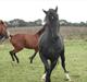 Oldenborg Skywalker Horsmark