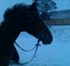 Anden særlig race Travelli<3