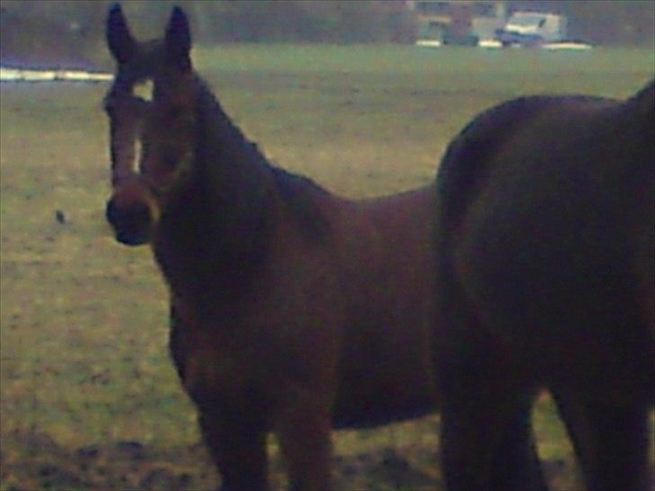 Traver Jet Mac Laid *RIP* 23-1-2012 billede 1