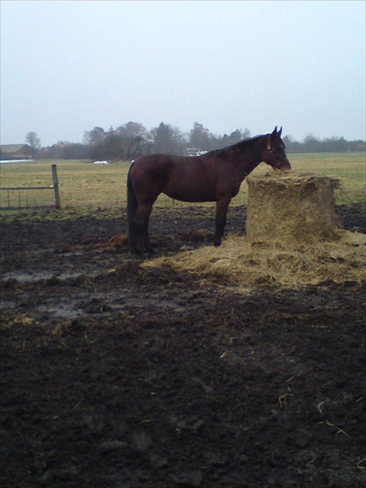 Traver Jet Mac Laid *RIP* 23-1-2012 billede 3