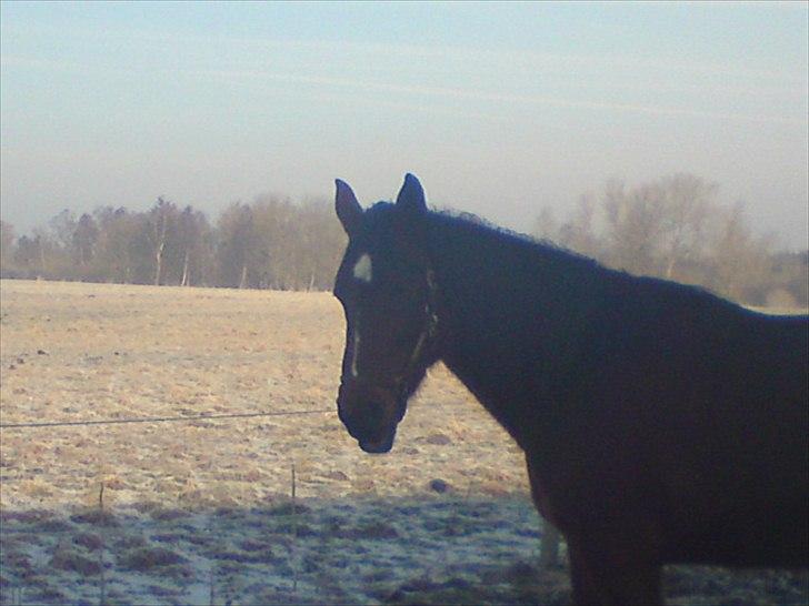 Traver Jet Mac Laid *RIP* 23-1-2012 billede 6