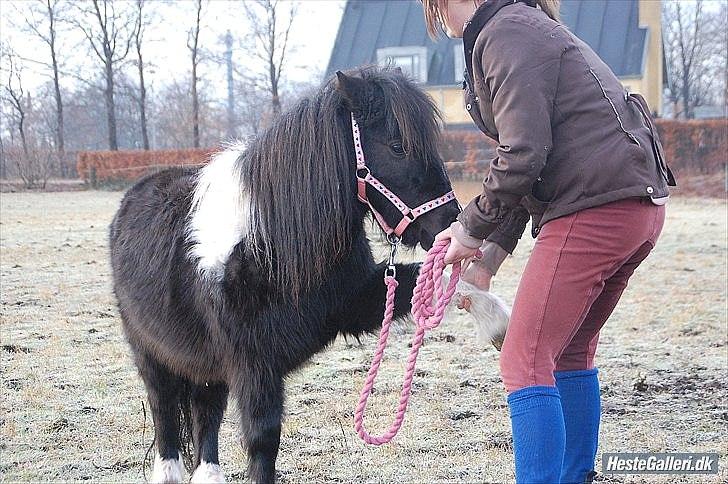 Shetlænder Ghost *Grynte* <3 - Smukkeste! Giv "hov" XD hehe billede 4
