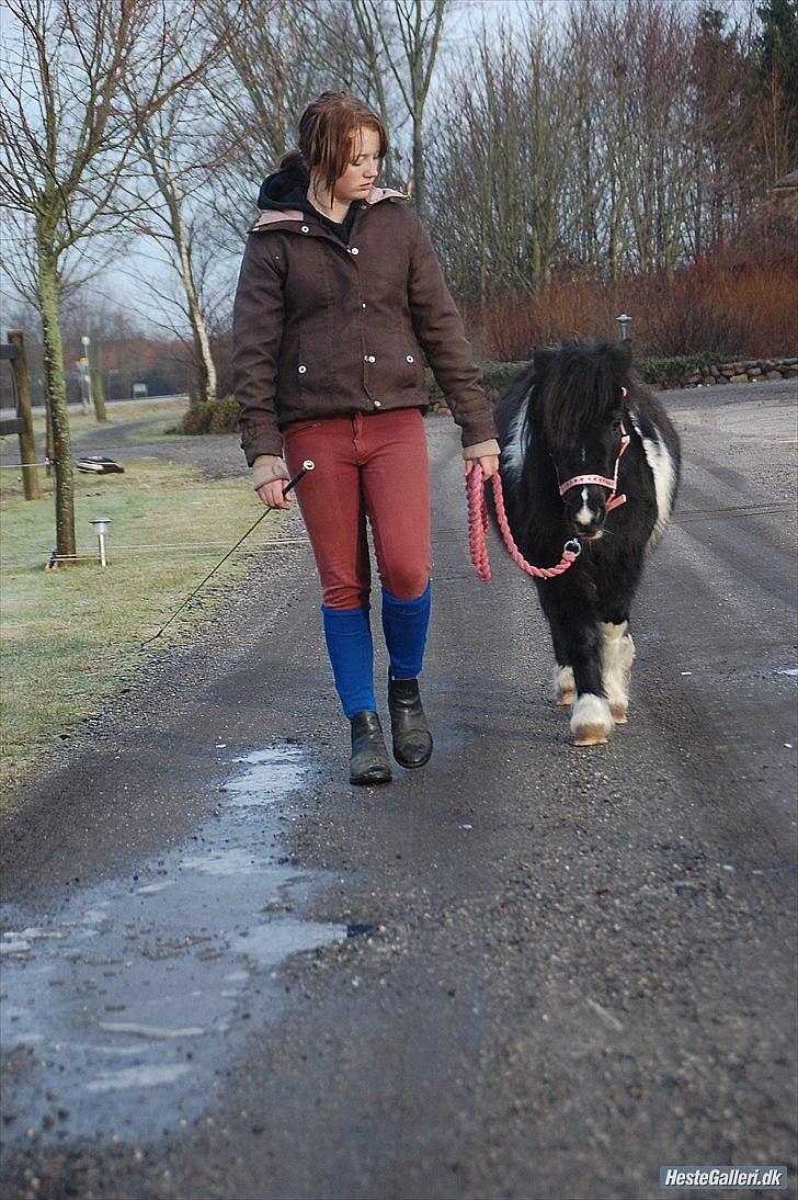 Shetlænder Ghost *Grynte* <3 - Vi føljes ad gennem tykt og tyndt <3 billede 5