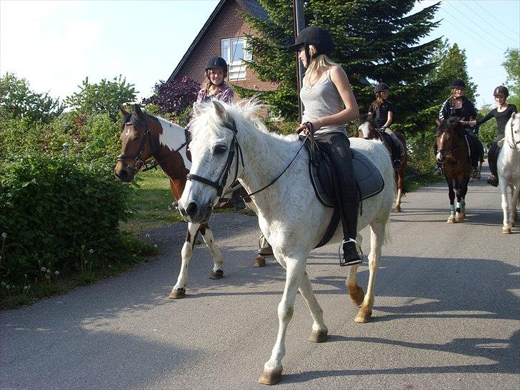 Anden særlig race Maxi billede 12