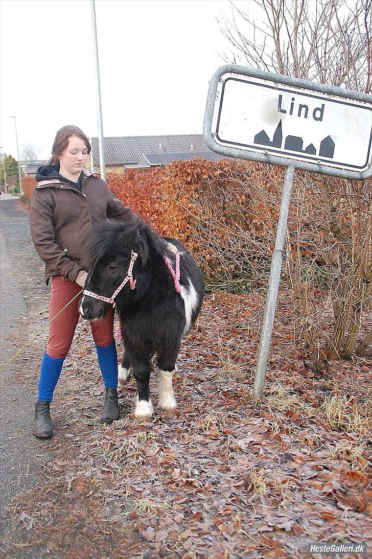 Shetlænder Ghost *Grynte* <3 - Vores by! LIND! <3 Haha Kommer selv fra Herning ;) billede 8