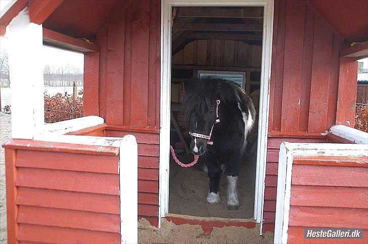 Shetlænder Ghost *Grynte* <3 - Inde i et legehus!<33 hehe billede 10