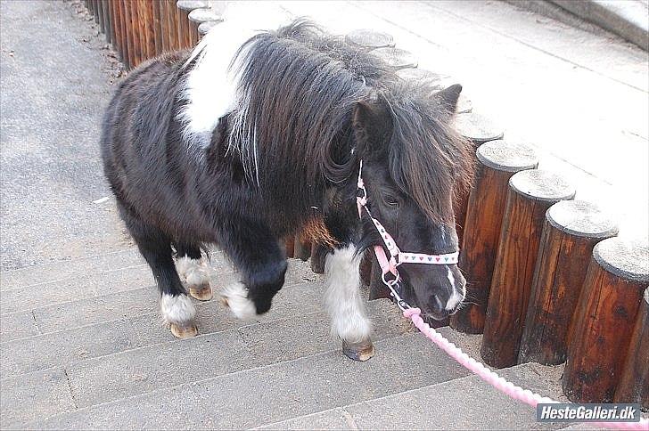 Shetlænder Ghost *Grynte* <3 - Op ad trapper<33 billede 11