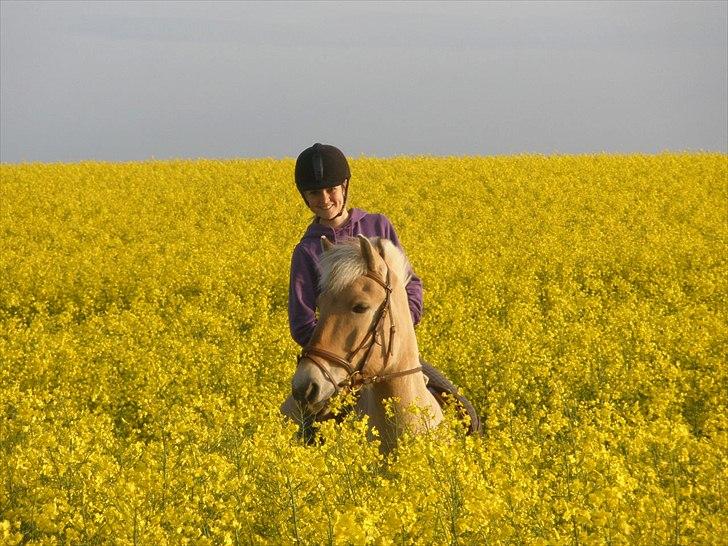 Fjordhest Emir Stanstorp (SOLGT) - :D På billedet: Mig og smukke Emir ude i rapsmarken!! :D TAGET AF: PERNILLA!! TAK billede 7