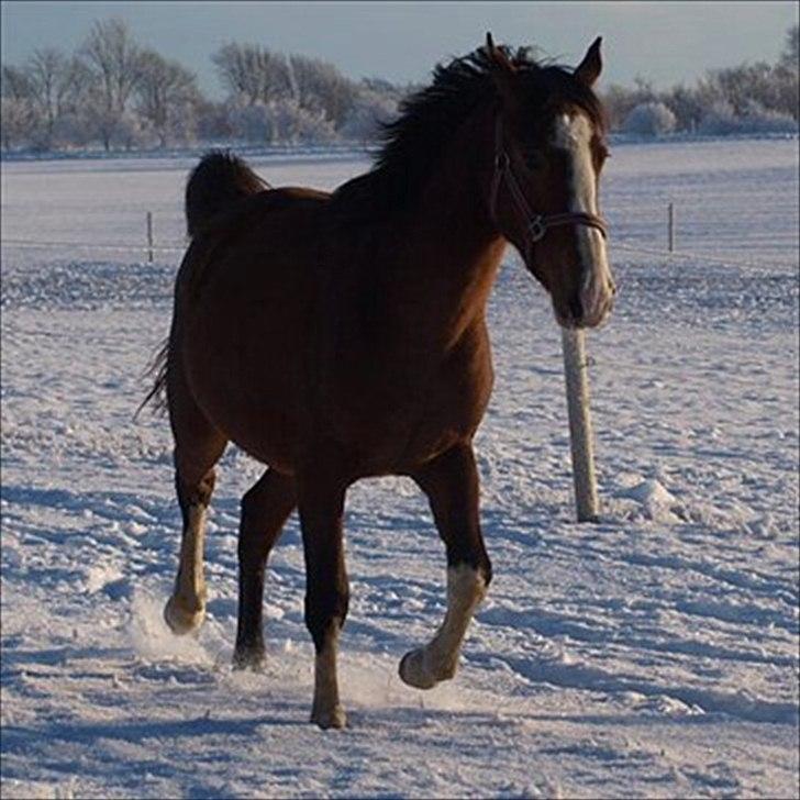 Anden særlig race Hope - December 10. Hope 2 år billede 3