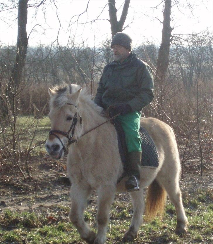 Fjordhest MUSSE ( Dejlig Pige) billede 11