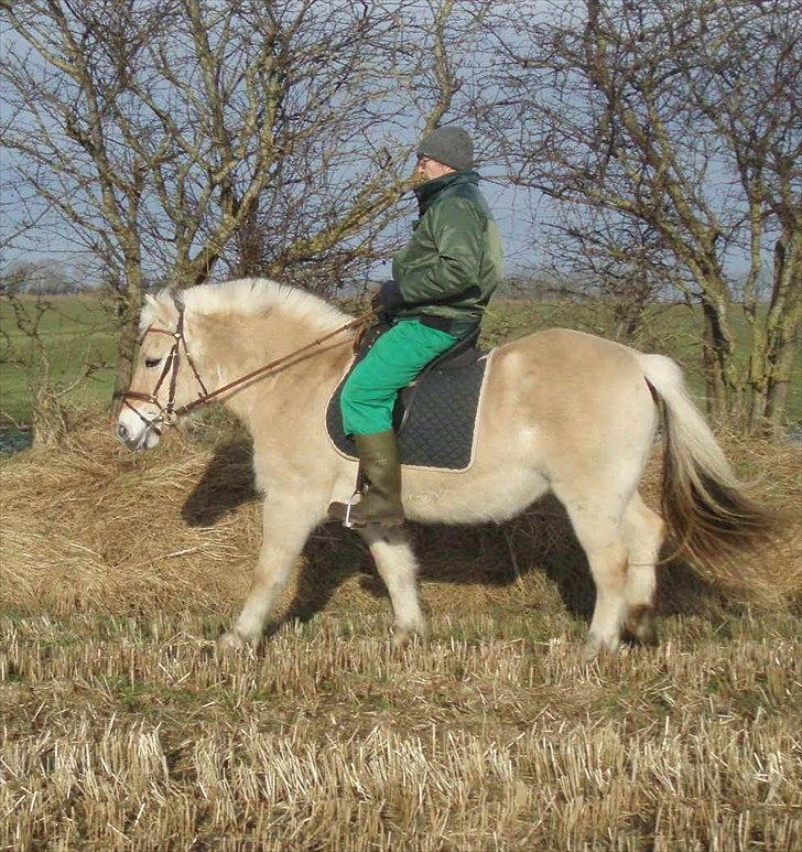 Fjordhest MUSSE ( Dejlig Pige) - Musse og Harry over ved nabo Januar 2011 billede 12