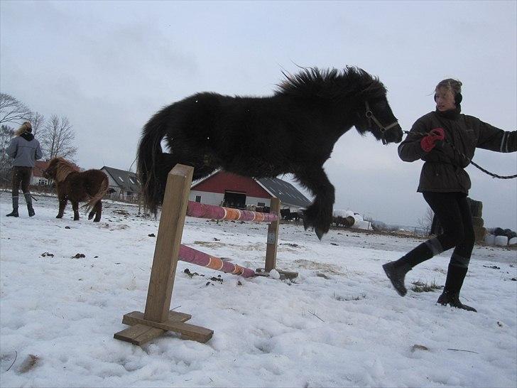 Shetlænder Olivia Drømmeponyen! <3:* - Det højeste hun har sprunget :)<3 billede 4