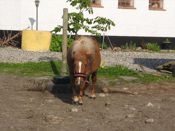 Shetlænder Tykke billede 4