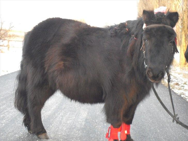 Shetlænder mulle *passer* billede 11