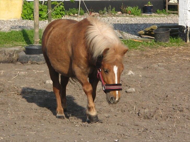 Shetlænder Tykke billede 5