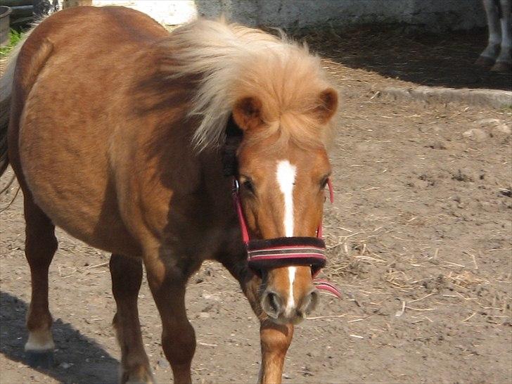 Shetlænder Tykke billede 6